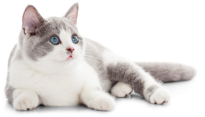 Clinic-cat