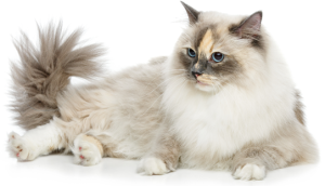 G225-Cat