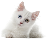 Grey-Cat Grey-Cat